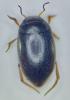 Hydroporus nigrita